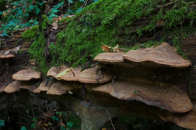 fungo 1 (Daedalea quercina)